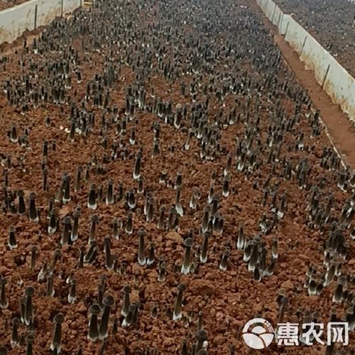 黑皮鸡枞菌大棚栽培技术要点有哪些？-图2