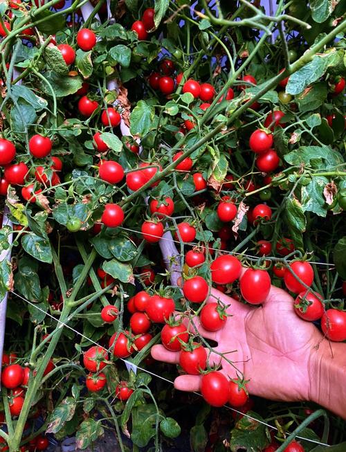 小圣女果什么品种最高产？-图2