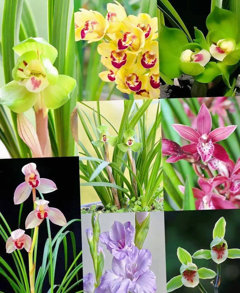 1万以上兰花品种图片,哪些最珍稀?-图2 1万以上兰花品种图片,哪些最珍稀?-图2