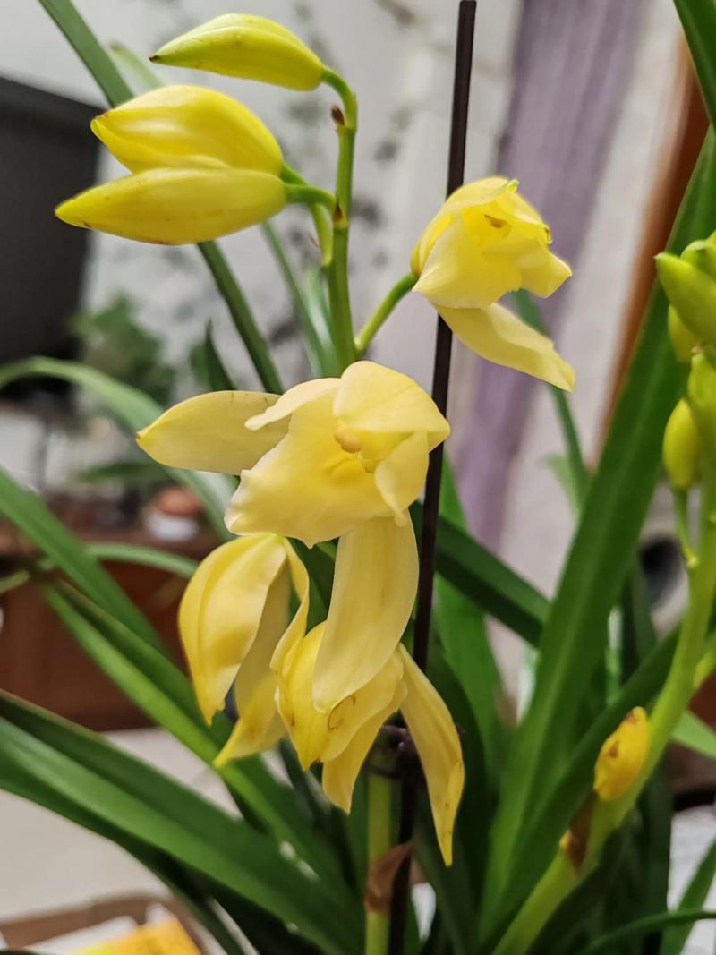 1万以上兰花品种图片,哪些最珍稀?-图1 1万以上兰花品种图片,哪些最珍稀?-图1