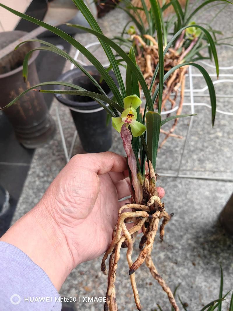 1万以上兰花品种图片,哪些最珍稀?-图3 1万以上兰花品种图片,哪些最珍稀?-图3