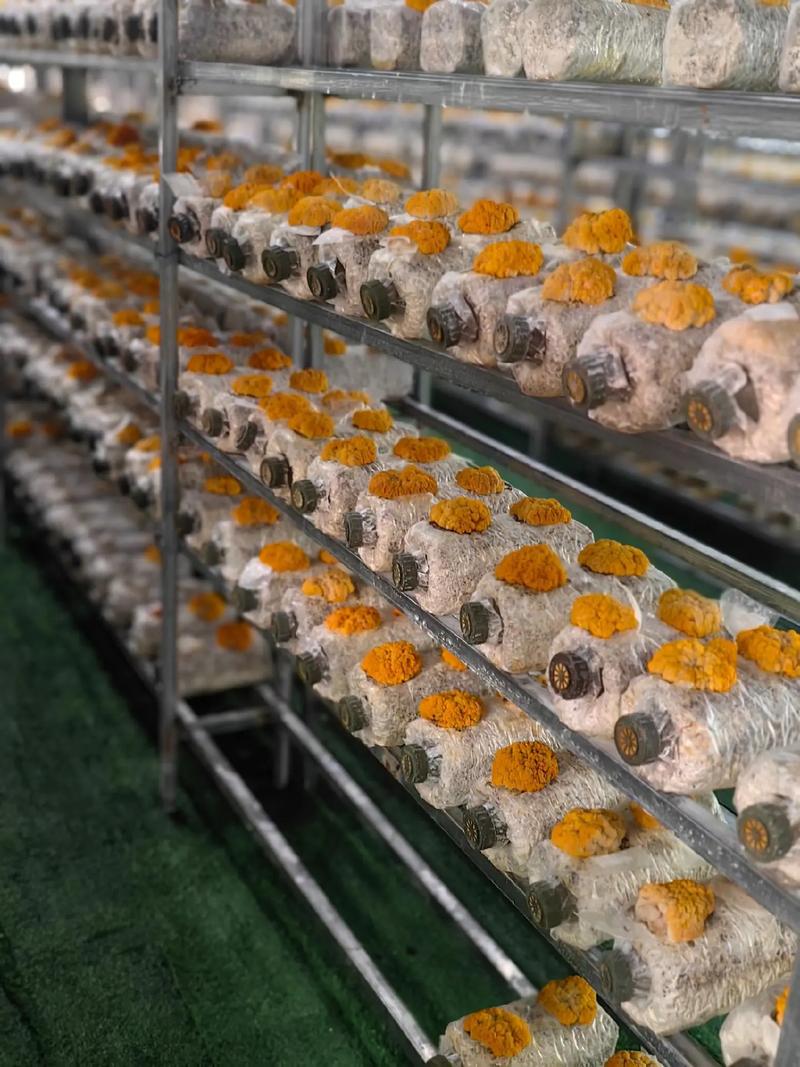 哪里能下载食用菌栽培技术视频?-图1 哪里能下载食用菌栽培技术视频?-图1