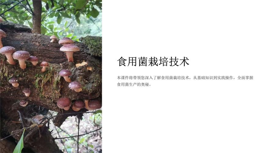 哪里能下载食用菌栽培技术视频？-图2