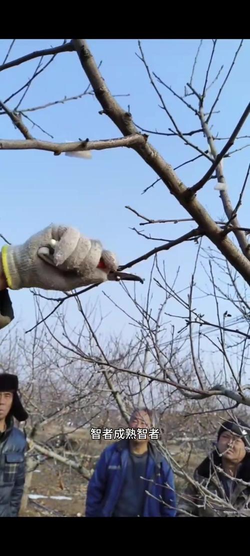 苹果树整形修剪技术视频-图2 苹果树整形修剪技术视频-图2