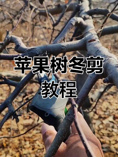 苹果树整形修剪技术视频-图1 苹果树整形修剪技术视频-图1