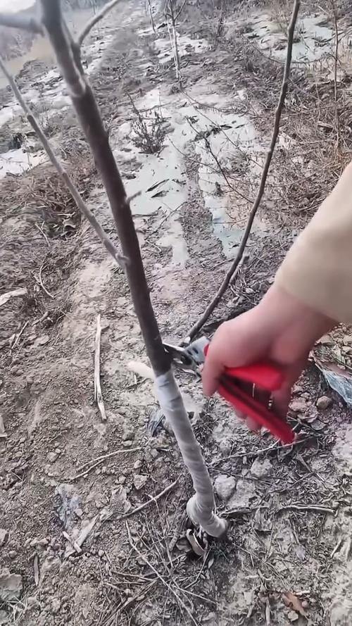 苹果树整形修剪技术视频-图3 苹果树整形修剪技术视频-图3