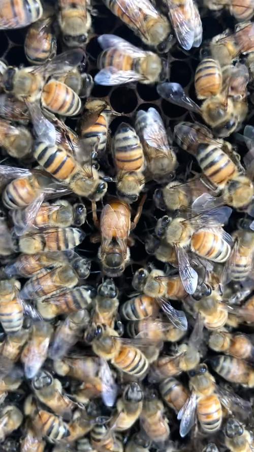 新疆蜜蜂是意蜂品种吗?-图2 新疆蜜蜂是意蜂品种吗?-图2