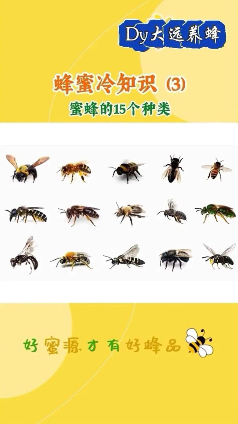 新疆蜜蜂是意蜂品种吗?-图1 新疆蜜蜂是意蜂品种吗?-图1