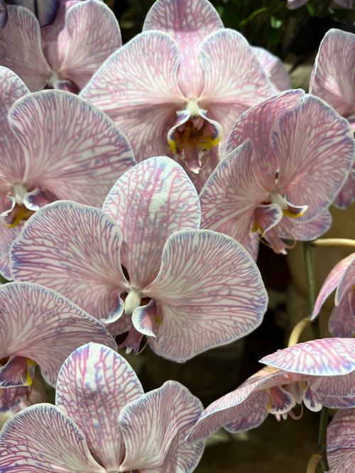 什么蝴蝶兰品种开花最持久?-图3 什么蝴蝶兰品种开花最持久?-图3