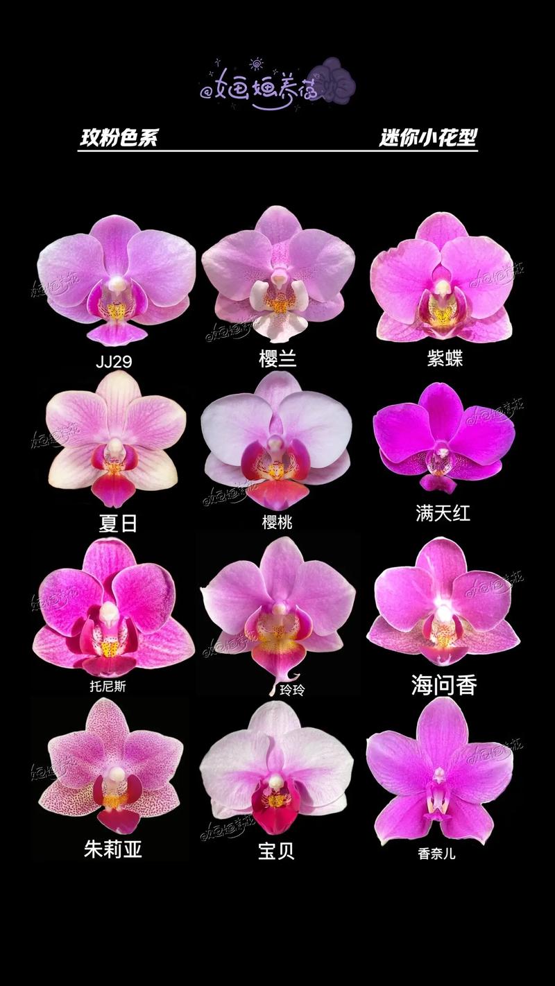 什么蝴蝶兰品种开花最持久?-图1 什么蝴蝶兰品种开花最持久?-图1