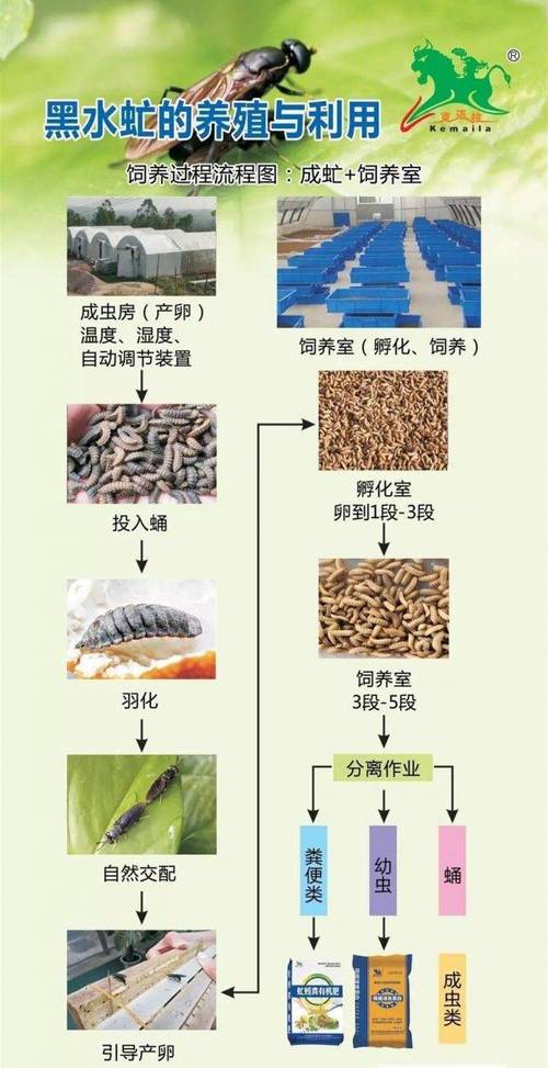 家蝇养殖如何变废为宝，实现高效综合利用？-图3