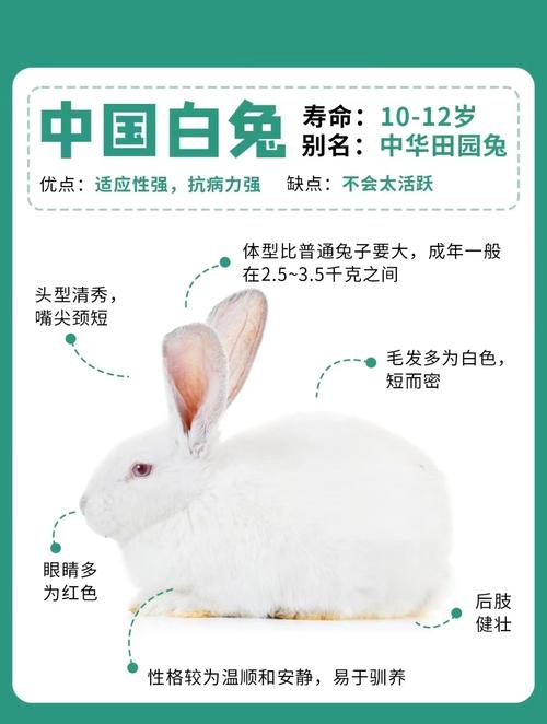 农村适合养什么品种兔子-图2