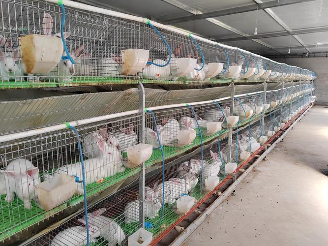 农村适合养什么品种兔子-图1 农村适合养什么品种兔子-图1