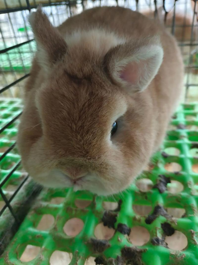农村适合养什么品种兔子-图3 农村适合养什么品种兔子-图3