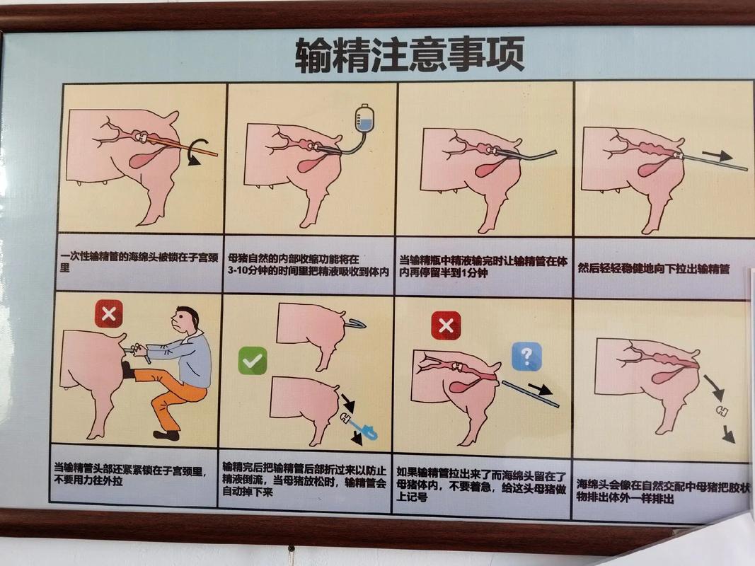 母猪配种有哪些关键技术与注意事项?-图2 母猪配种有哪些关键技术与注意事项?-图2