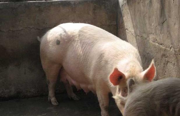 母猪配种有哪些关键技术与注意事项?-图3 母猪配种有哪些关键技术与注意事项?-图3