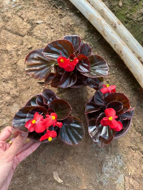 海棠花卉品种有哪些？-图2