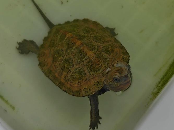 2025钦州石龟苗价格会涨还是跌?-图2 2025钦州石龟苗价格会涨还是跌?-图2