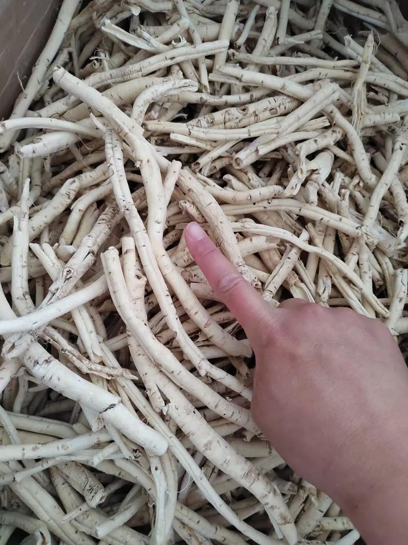 2025新鲜防风价格会涨还是跌？-图1