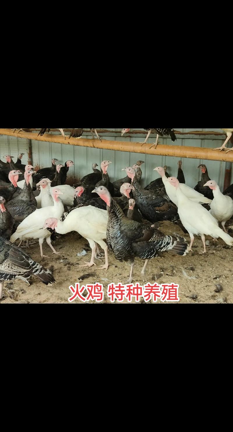 特种养殖哪个品种最有前景?-图1 特种养殖哪个品种最有前景?-图1