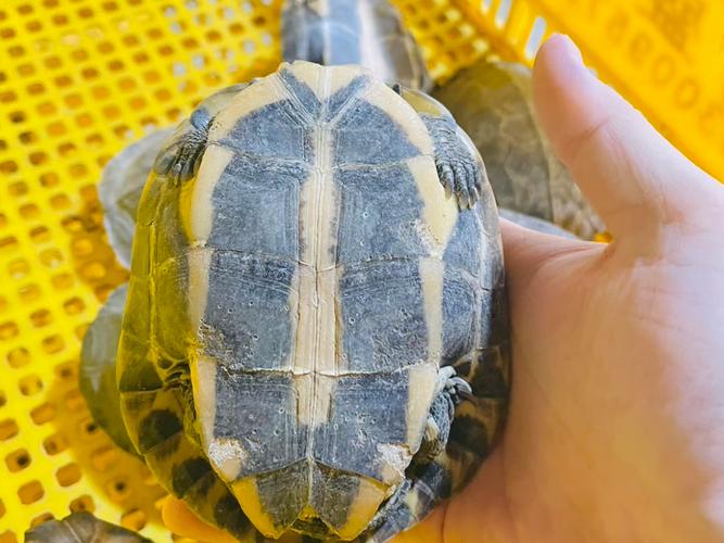 2025安南龟种龟价格会涨还是跌?-图1 2025安南龟种龟价格会涨还是跌?-图1