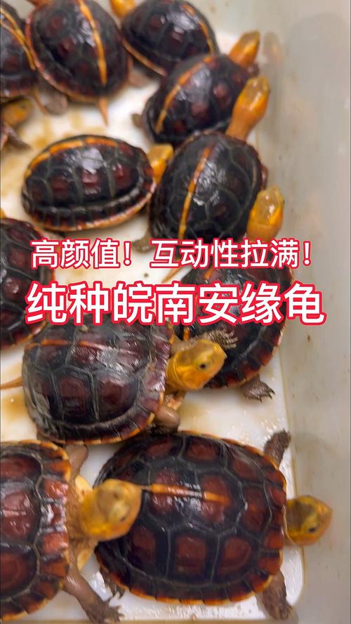 2025安南龟种龟价格会涨还是跌?-图3 2025安南龟种龟价格会涨还是跌?-图3