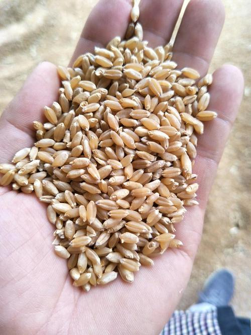 早熟高产小麦品种有哪些?-图3 早熟高产小麦品种有哪些?-图3