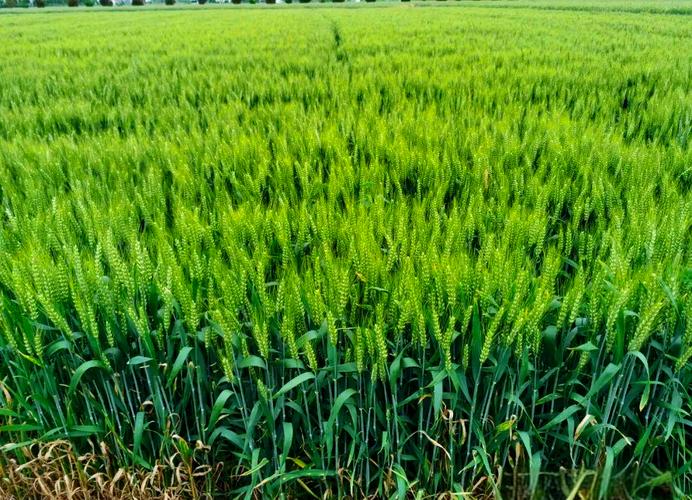 早熟高产小麦品种有哪些？-图2