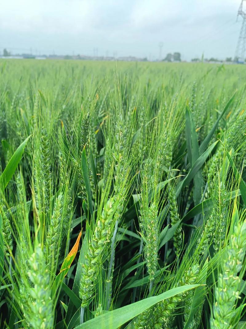 早熟高产小麦品种有哪些?-图1 早熟高产小麦品种有哪些?-图1