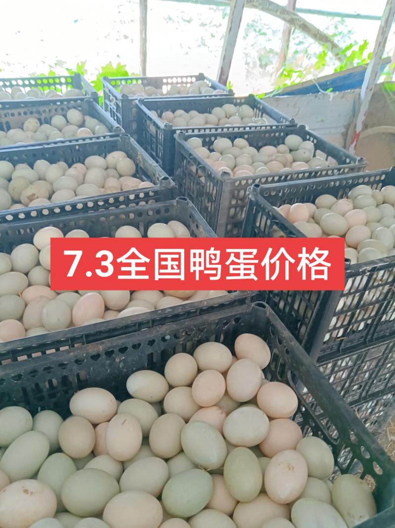 2025湖北鸭蛋价格会涨还是会跌?-图3 2025湖北鸭蛋价格会涨还是会跌?-图3
