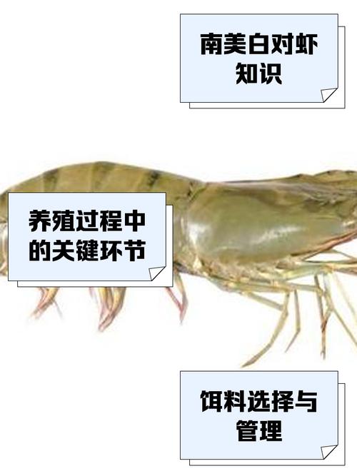 南美白对虾土塘养殖技术关键点有哪些?-图1 南美白对虾土塘养殖技术关键点有哪些?-图1
