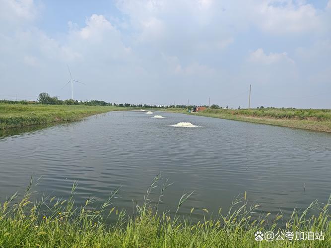 南美白对虾土塘养殖技术关键点有哪些?-图3 南美白对虾土塘养殖技术关键点有哪些?-图3