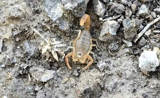 2025年甘肃蝎子价格会涨还是跌？-图2