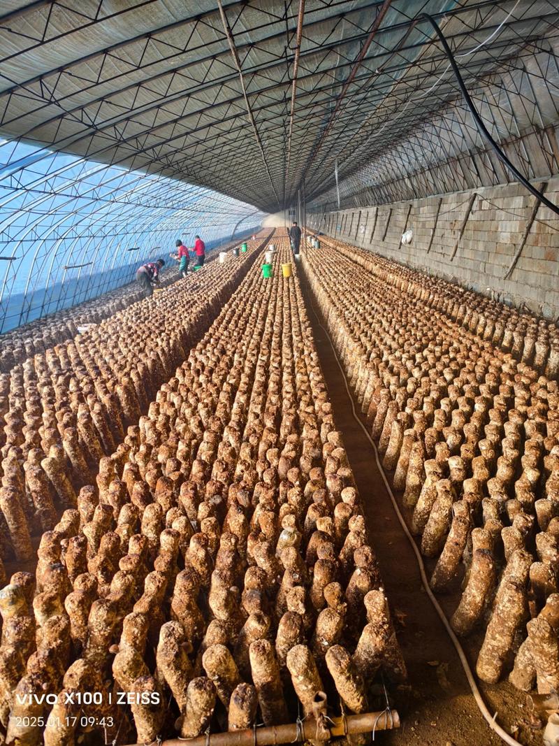 CCTV7香菇种植技术要点有哪些？-图2