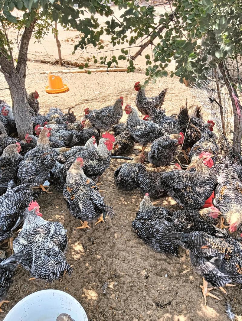 2025芦花鸡价格会涨还是会跌?-图3 2025芦花鸡价格会涨还是会跌?-图3