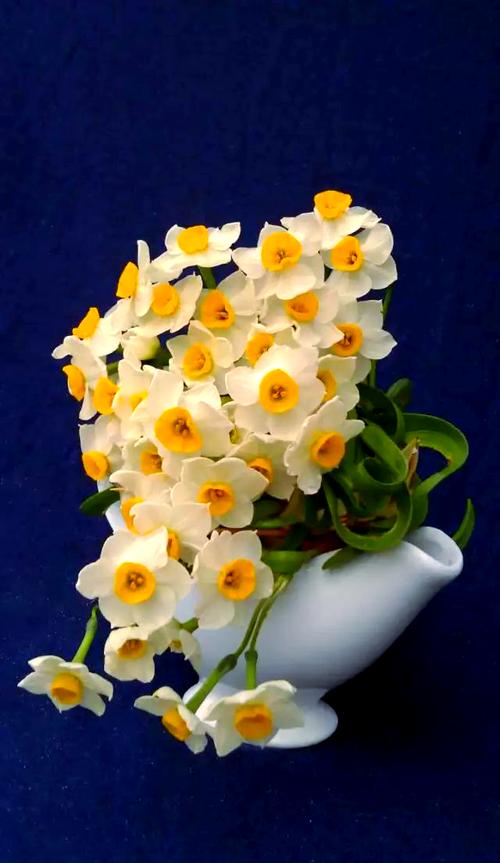 什么品种水仙花?图片大全详解哪些?-图3 什么品种水仙花?图片大全详解哪些?-图3