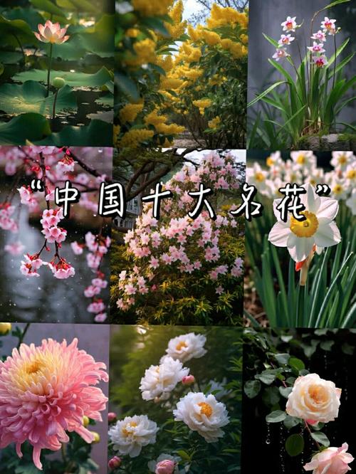 什么品种水仙花?图片大全详解哪些?-图1 什么品种水仙花?图片大全详解哪些?-图1