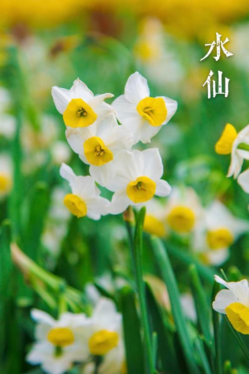 什么品种水仙花?图片大全详解哪些?-图2 什么品种水仙花?图片大全详解哪些?-图2