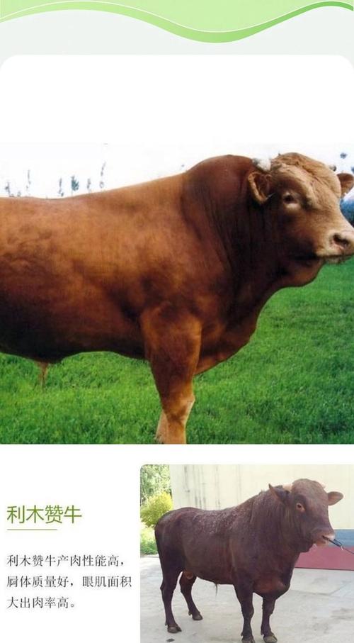 当前养产子牛,哪个品种效益最优?-图2 当前养产子牛,哪个品种效益最优?-图2