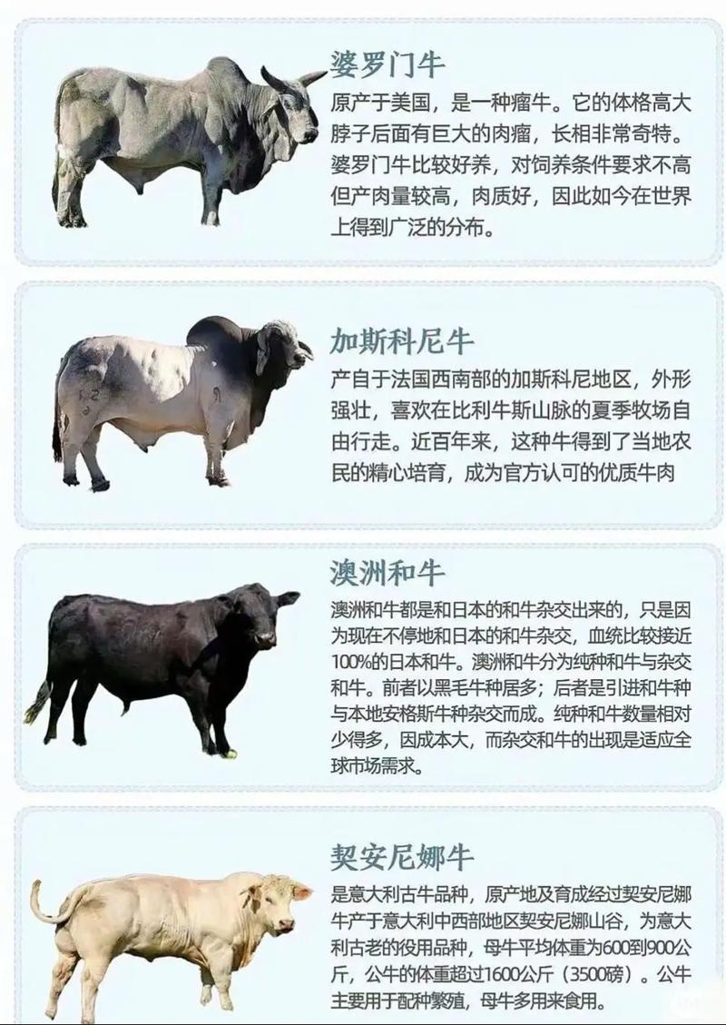 当前养产子牛,哪个品种效益最优?-图3 当前养产子牛,哪个品种效益最优?-图3