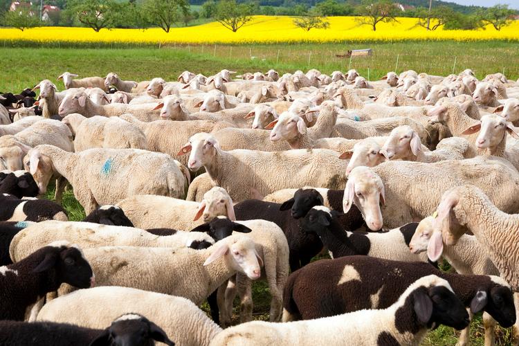 养殖畜牧业常见品种有哪些？-图3