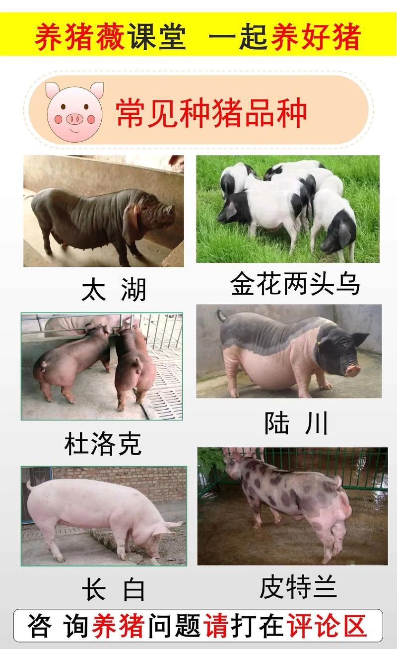 养殖畜牧业常见品种有哪些？-图2