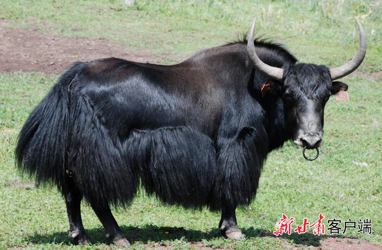 青藏高原适合养什么牛品种?-图3 青藏高原适合养什么牛品种?-图3