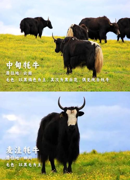青藏高原适合养什么牛品种?-图2 青藏高原适合养什么牛品种?-图2