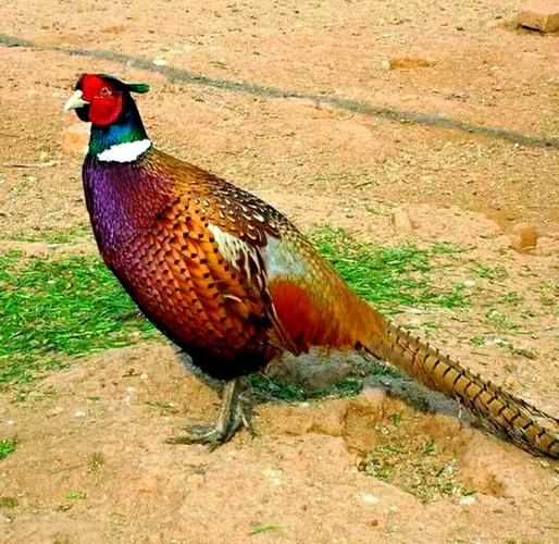 山林养鸡选啥品种好?-图1 山林养鸡选啥品种好?-图1