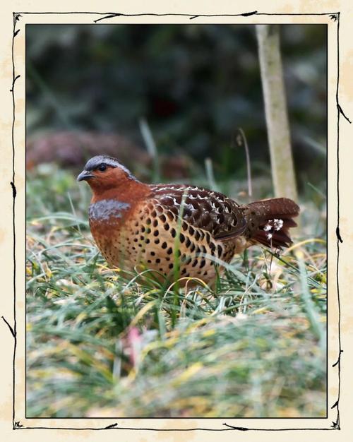 山林养鸡选啥品种好?-图3 山林养鸡选啥品种好?-图3