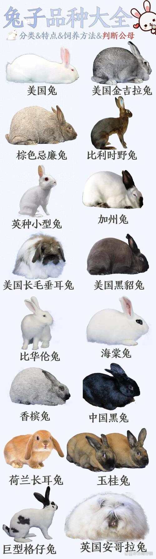 兔繁殖最快品种是哪一种?-图1 兔繁殖最快品种是哪一种?-图1
