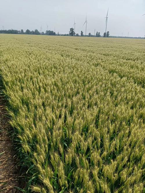 当前小麦主栽品种有哪些？-图3