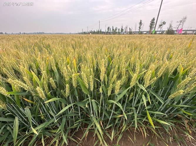 当前小麦主栽品种有哪些？-图2