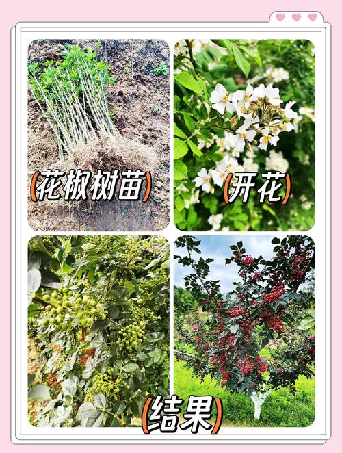 花椒育苗种植技术有哪些关键步骤?-图1 花椒育苗种植技术有哪些关键步骤?-图1